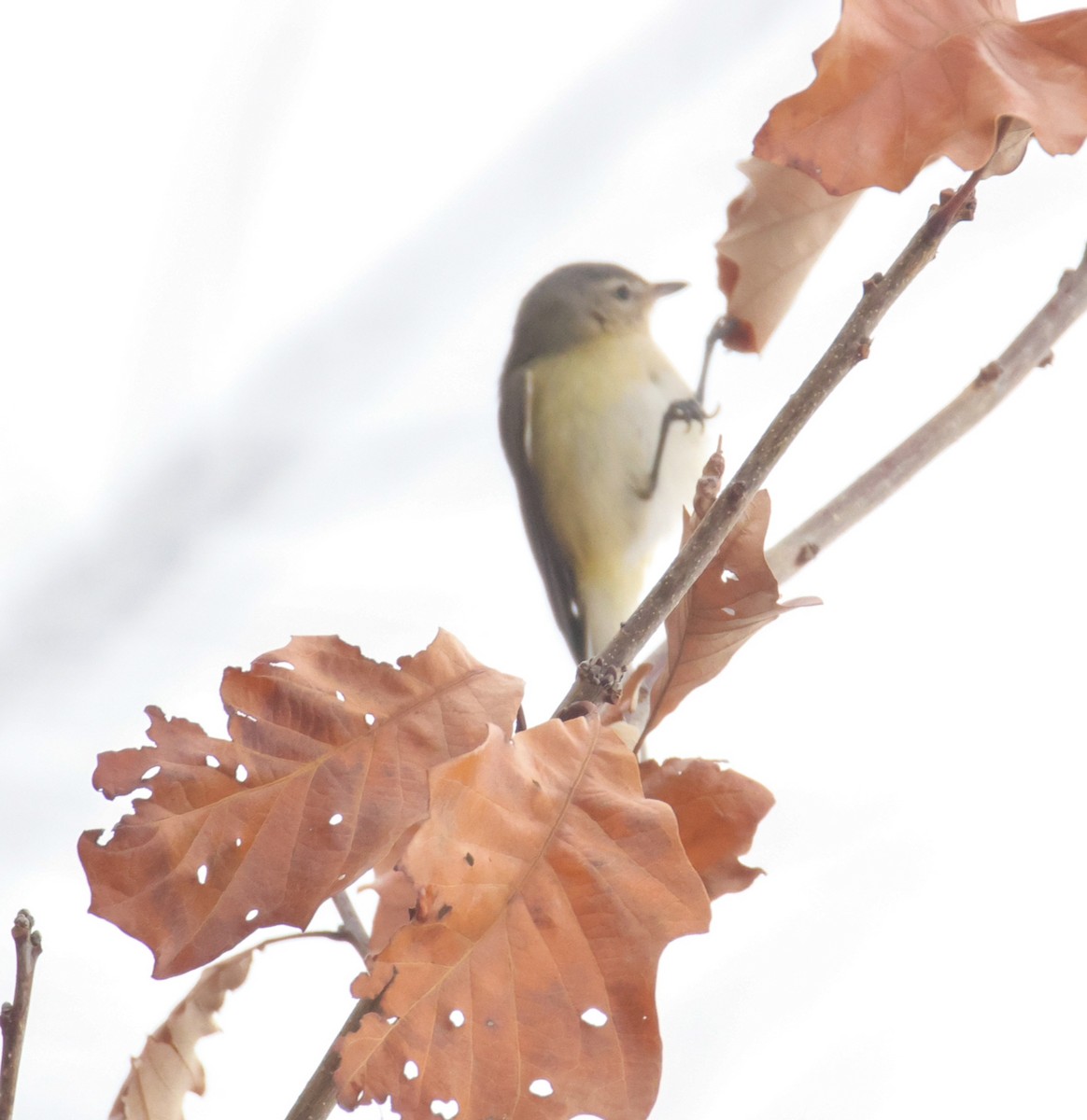 Eastern Warbling Vireo - ML645609552