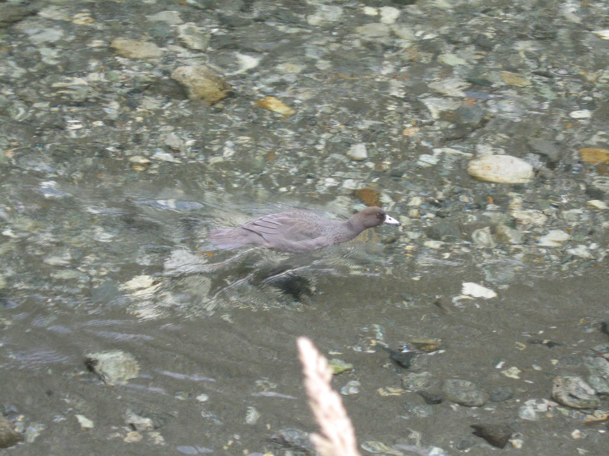 Blue Duck - ML645609560