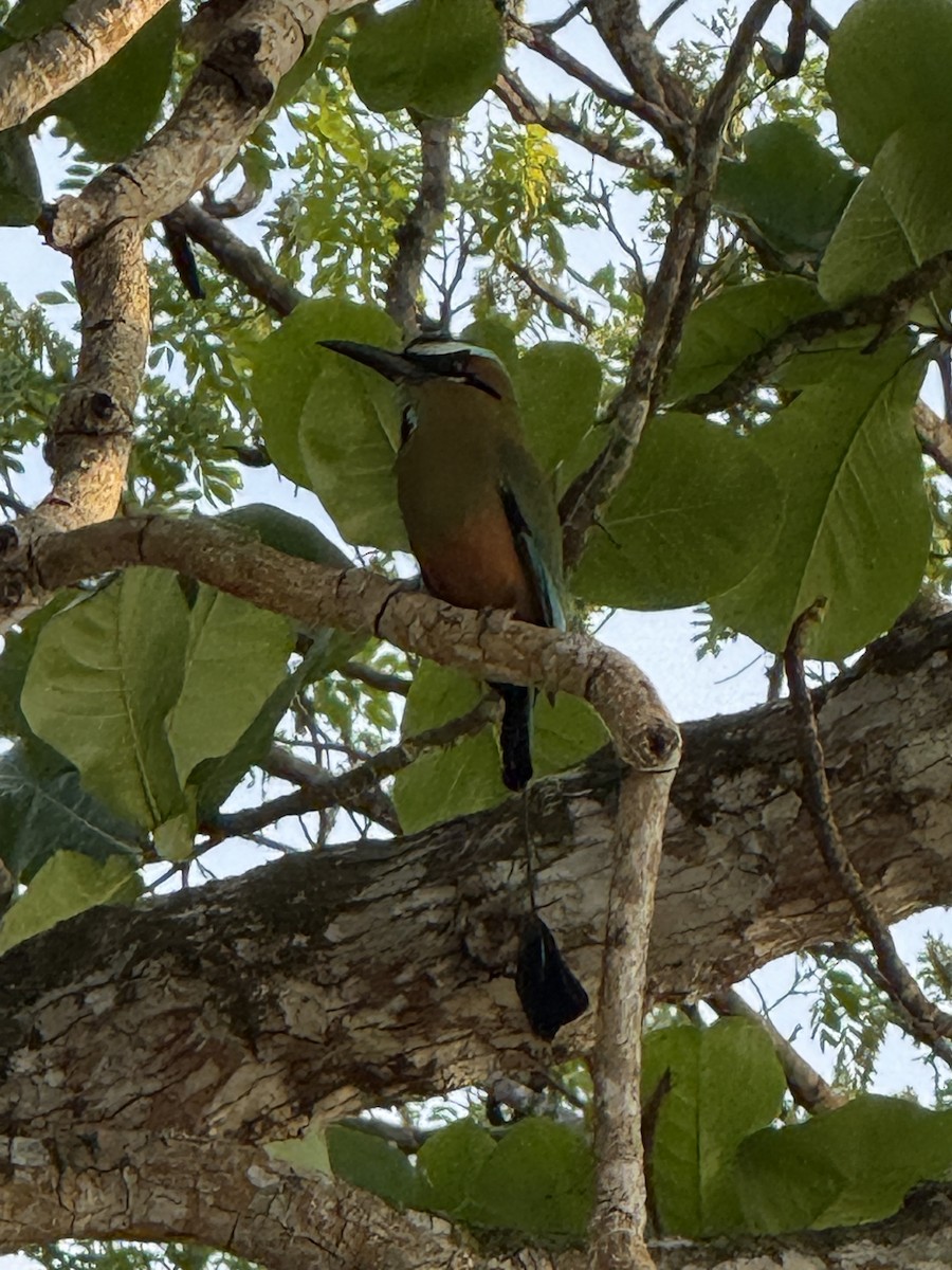 Момот рудочеревий - ML645609570