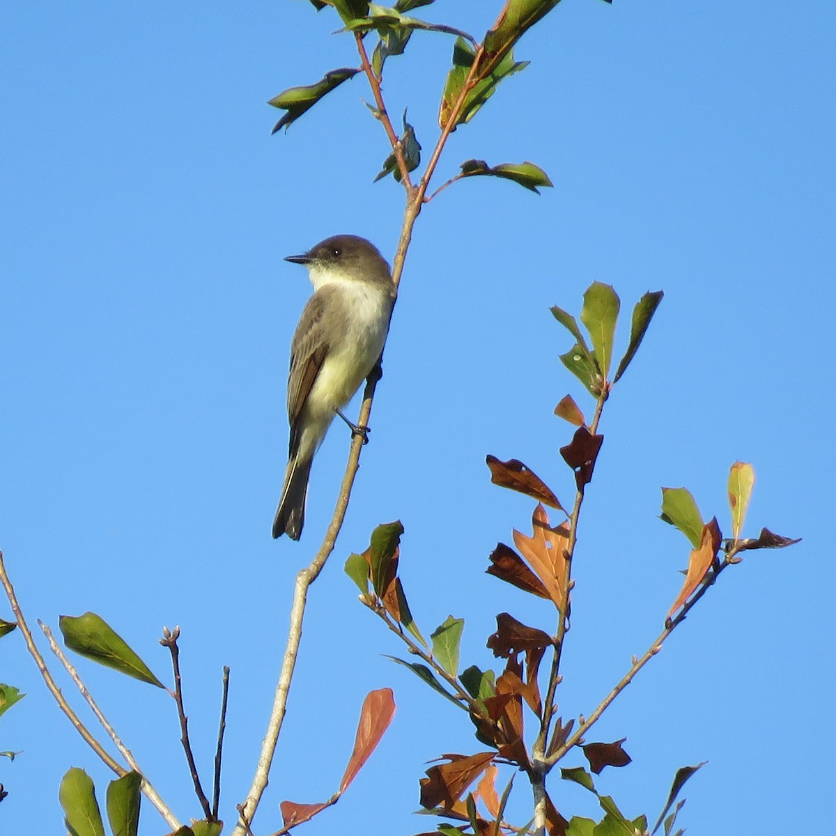 ツキヒメハエトリ - ML645609572