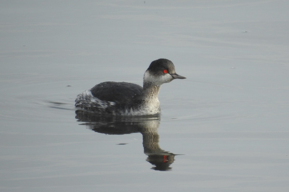 Schwarzhalstaucher - ML645609574