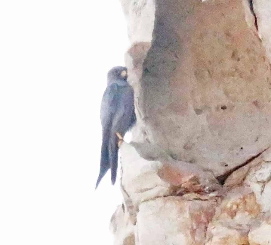 Sooty Falcon - ML645609582