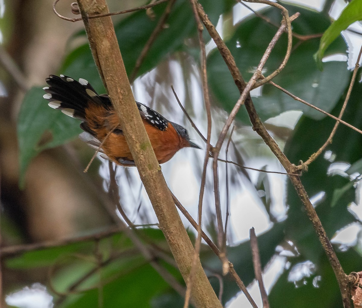 Dot-winged Antwren - ML645609584