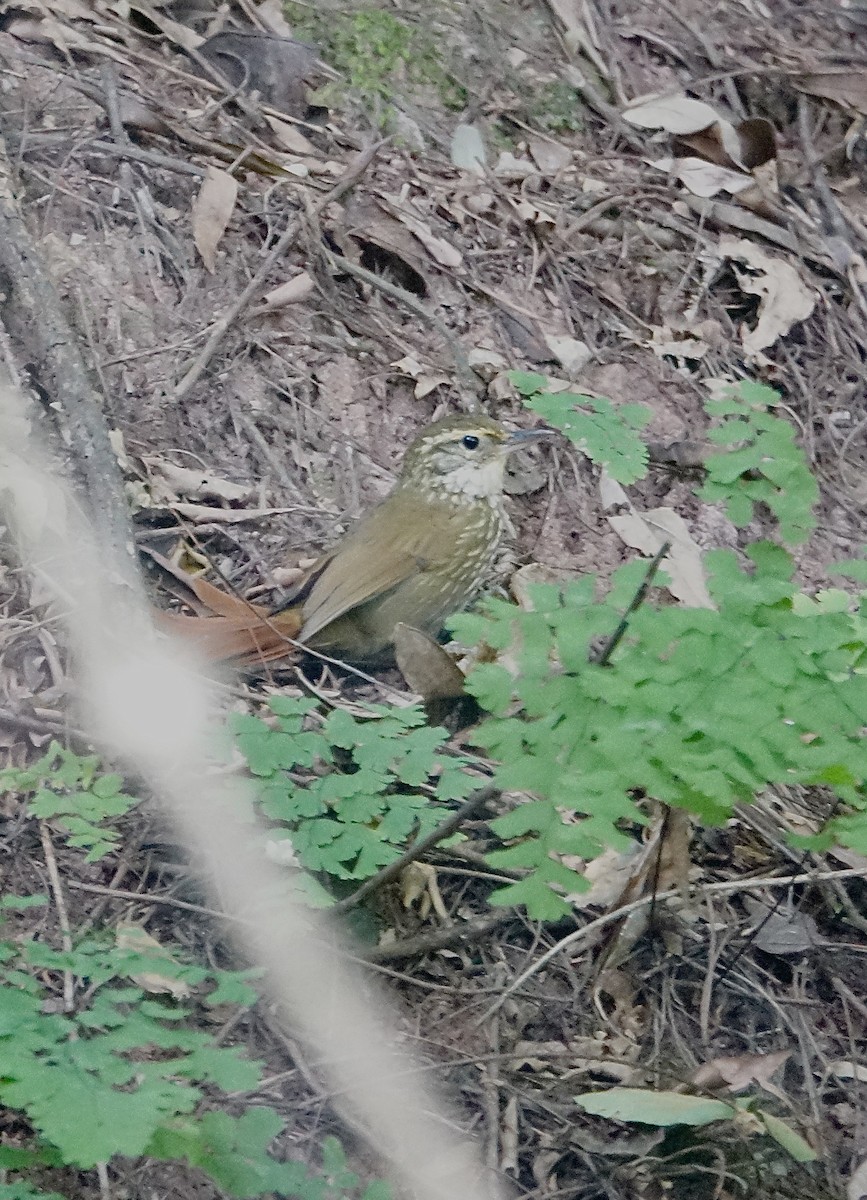 Buff-browed Foliage-gleaner - ML645609591