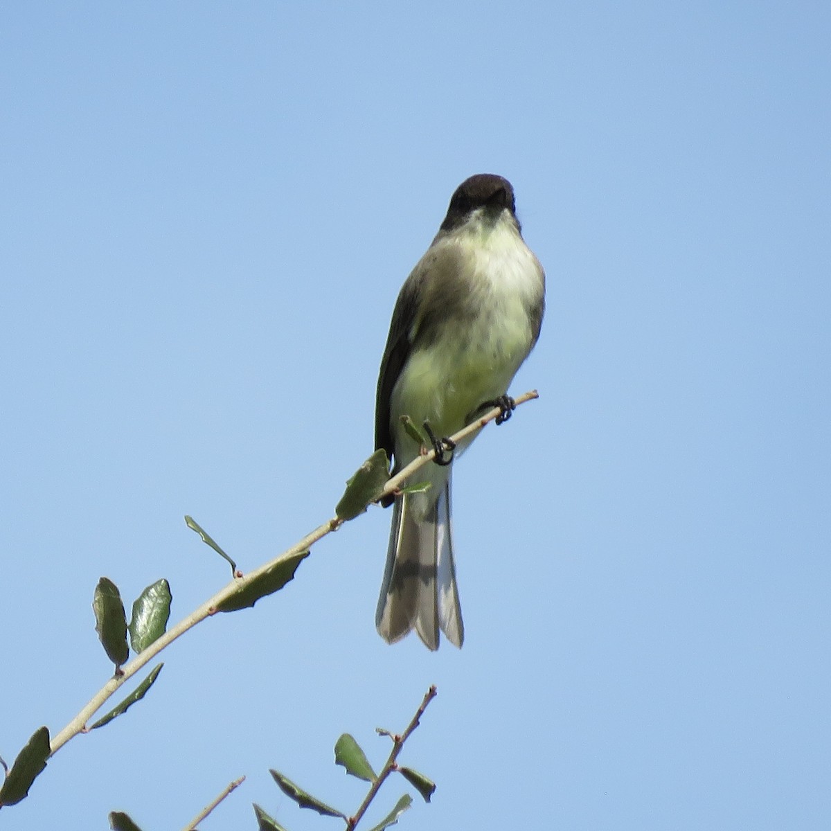 ツキヒメハエトリ - ML645609594