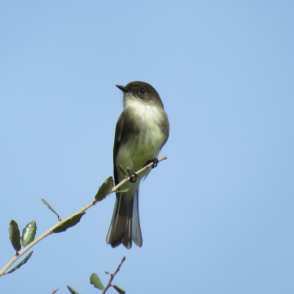 ツキヒメハエトリ - ML645609595