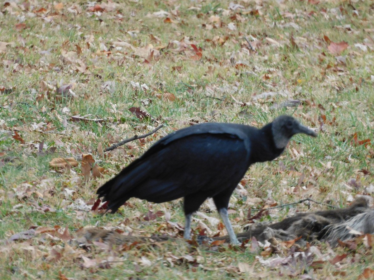 Black Vulture - ML645609597