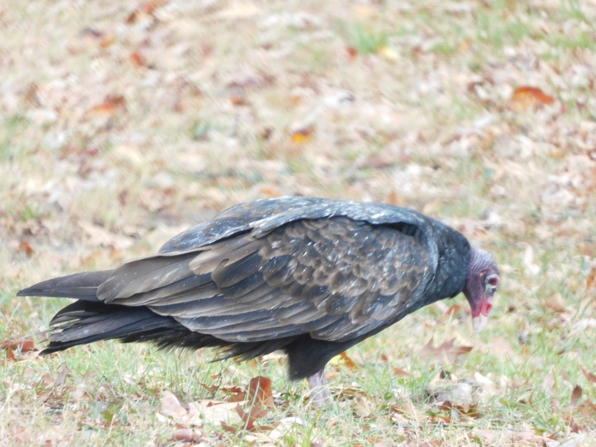 Turkey Vulture - ML645609602