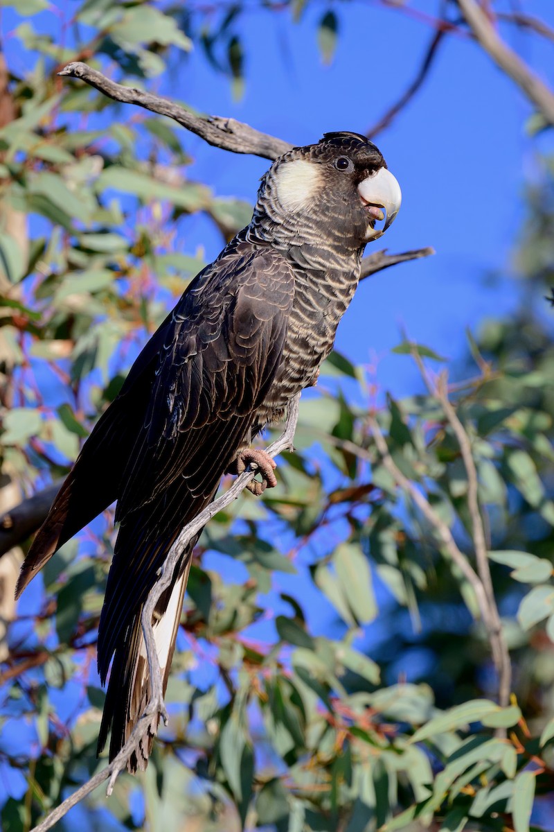 Baudin's Black-Cockatoo - ML645609607