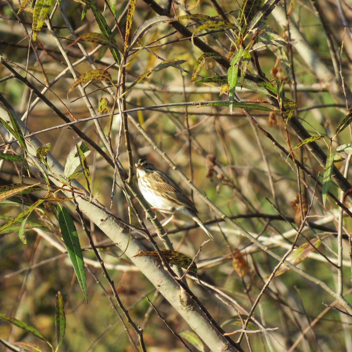 Savannah Sparrow - ML645609615