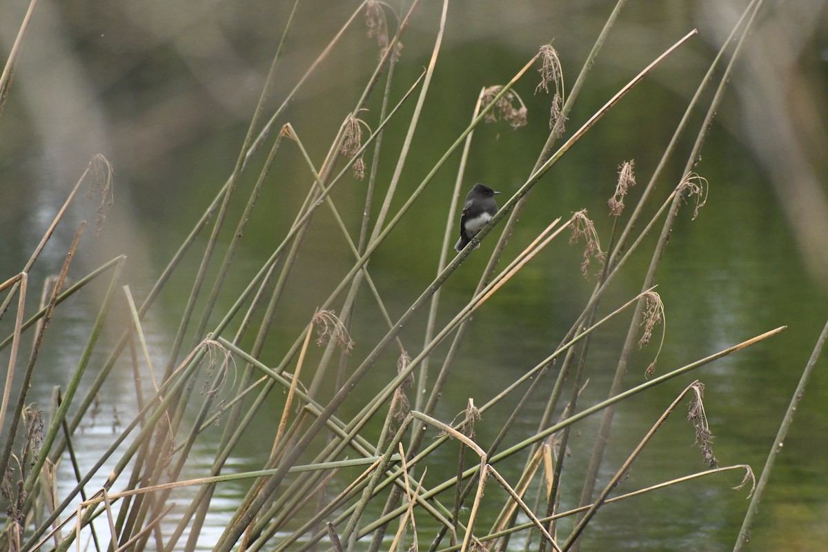 Black Phoebe - ML645609619