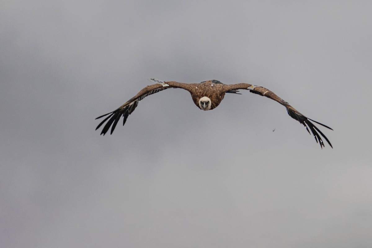 Eurasian Griffon - ML645609649