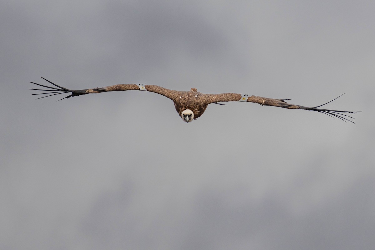 Eurasian Griffon - ML645609650