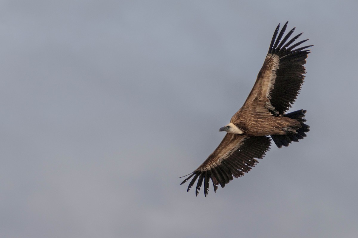 Eurasian Griffon - ML645609651