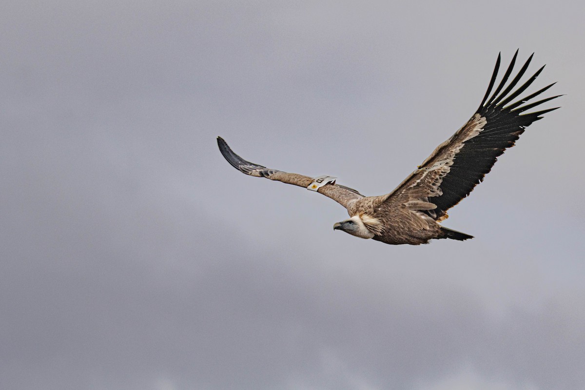 Eurasian Griffon - ML645609652