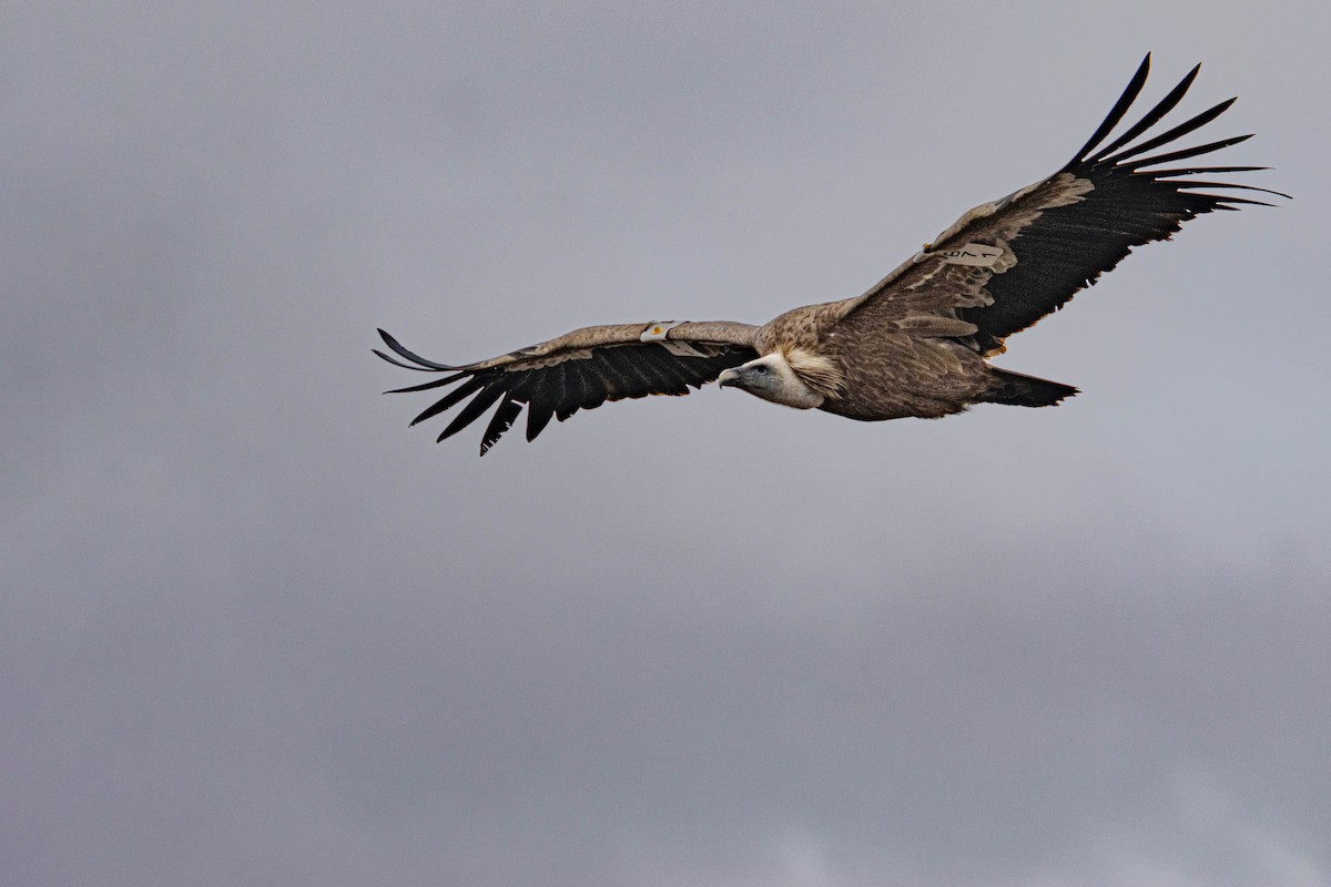 Eurasian Griffon - ML645609653