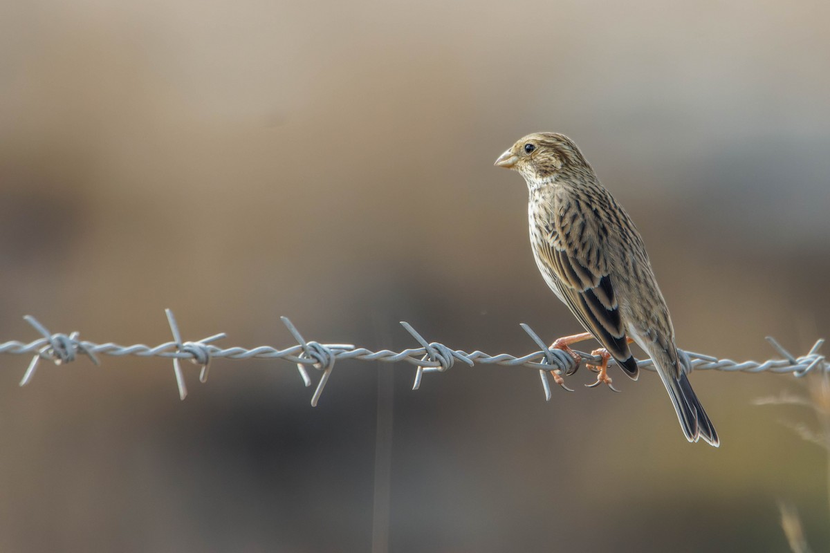 Corn Bunting - ML645609659