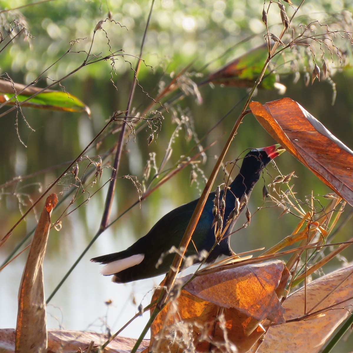 アメリカムラサキバン - ML645609660