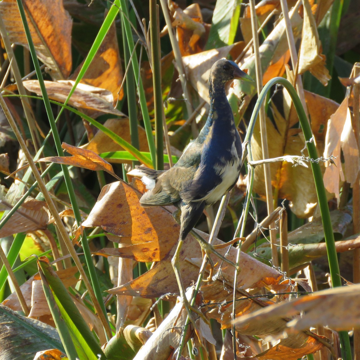 アメリカムラサキバン - ML645609666