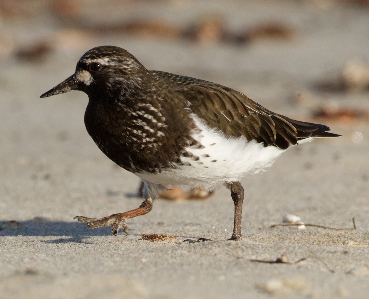 Black Turnstone - ML645609674