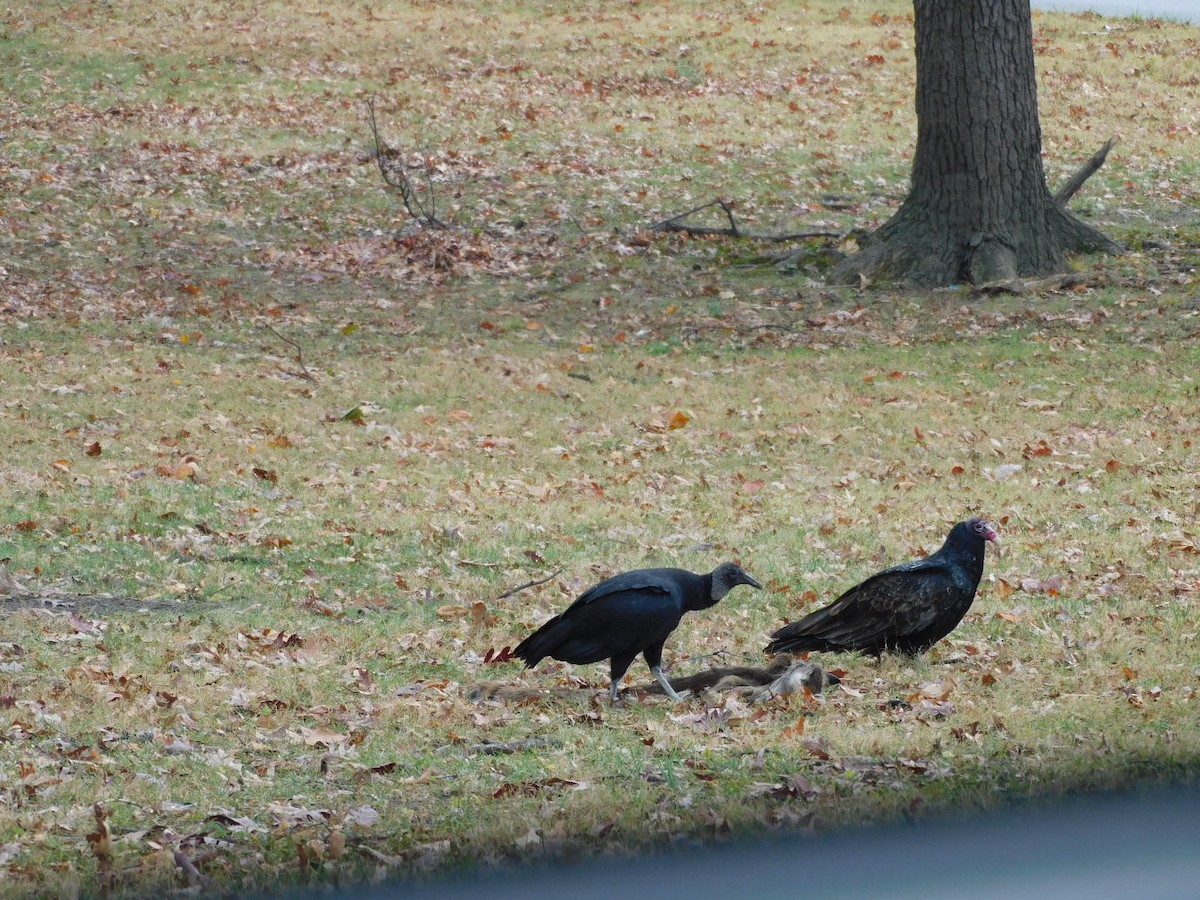 Turkey Vulture - ML645609676