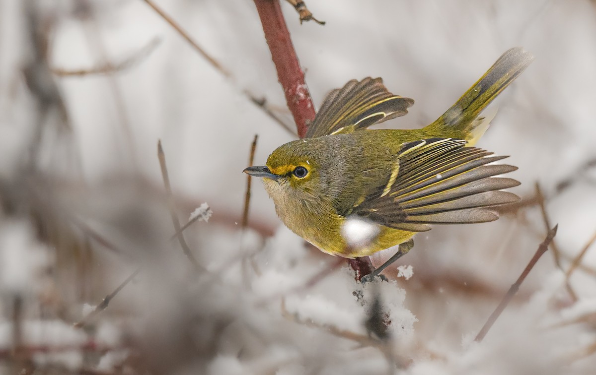 White-eyed Vireo - ML645609680