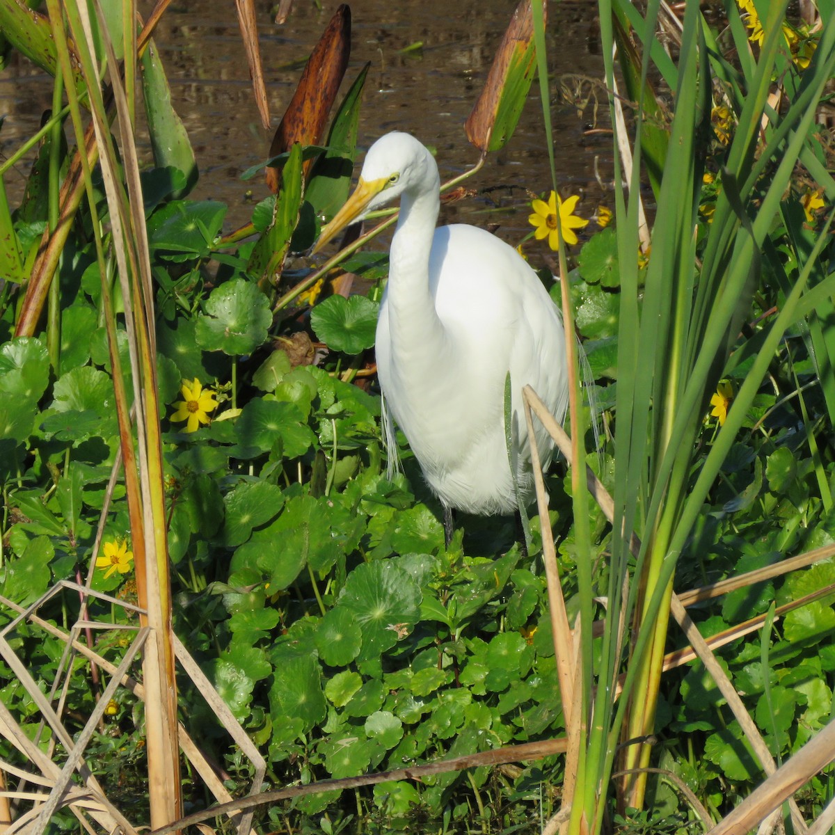 ダイサギ - ML645609700