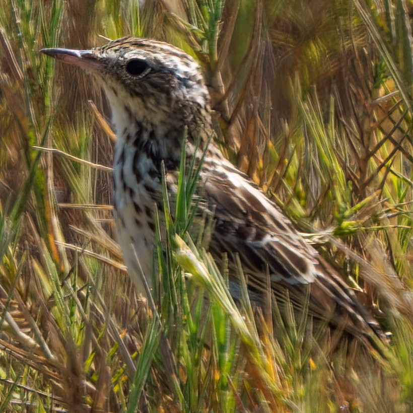 perupiplerke - ML645609716