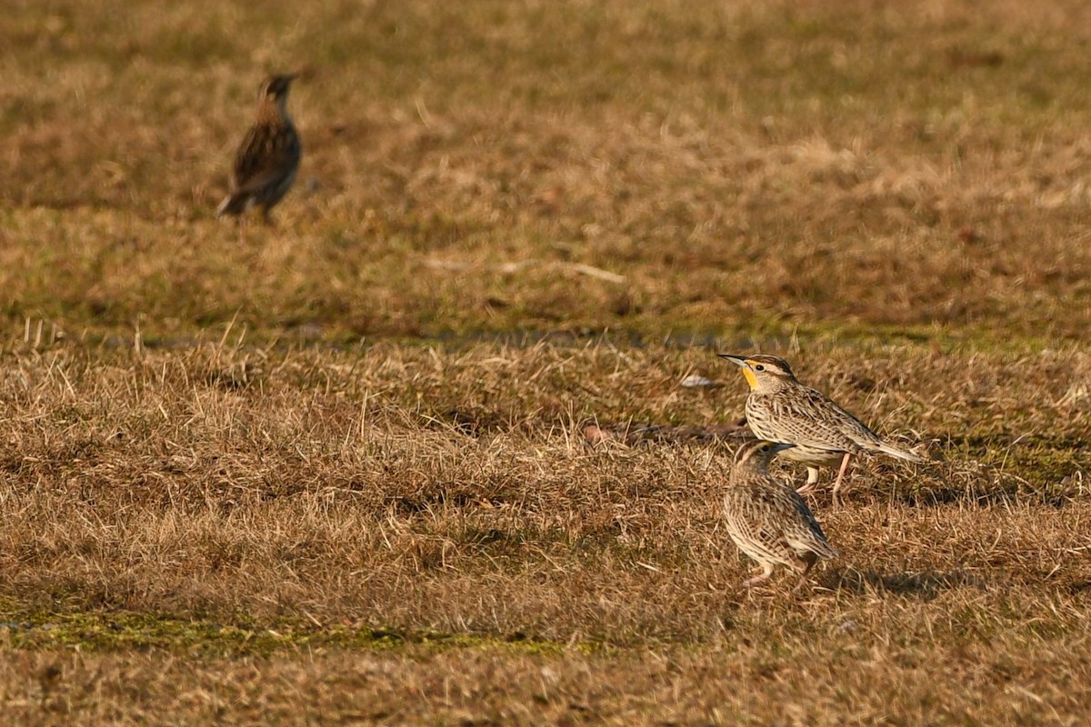 Western Meadowlark - ML645609717
