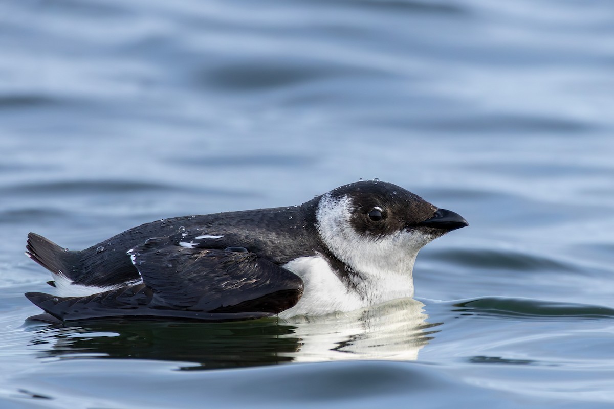 alkekonge - ML645609719