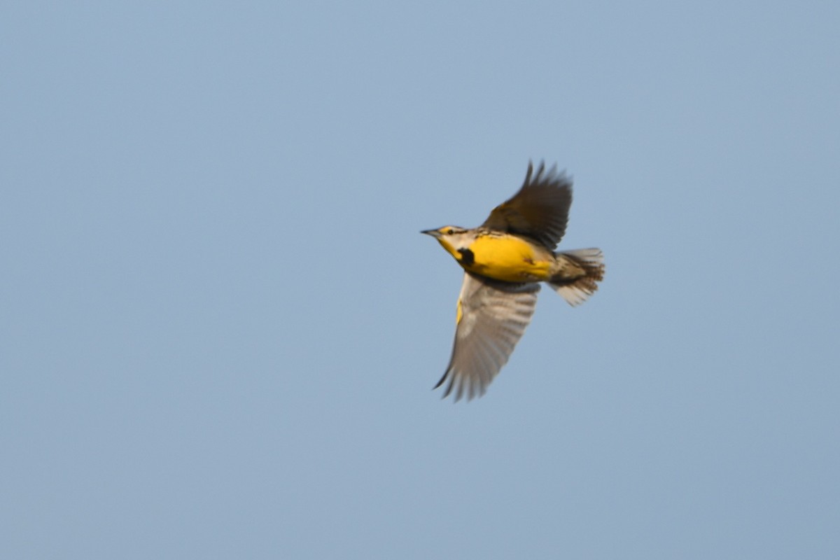 Eastern Meadowlark - ML645609720