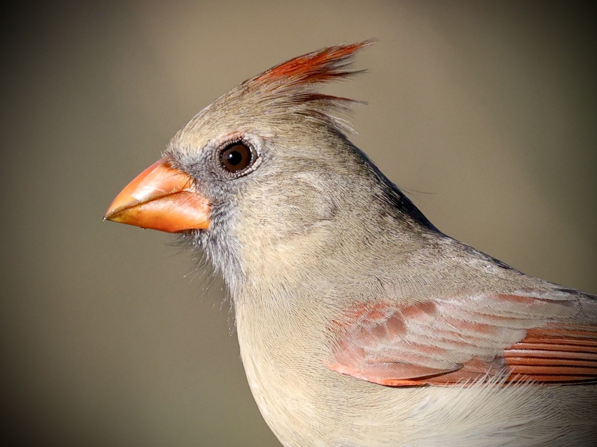Northern Cardinal - ML645609741