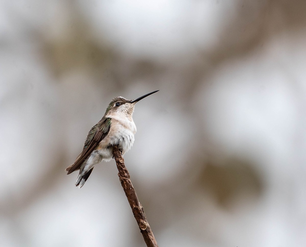 Ruby-throated Hummingbird - ML645609745