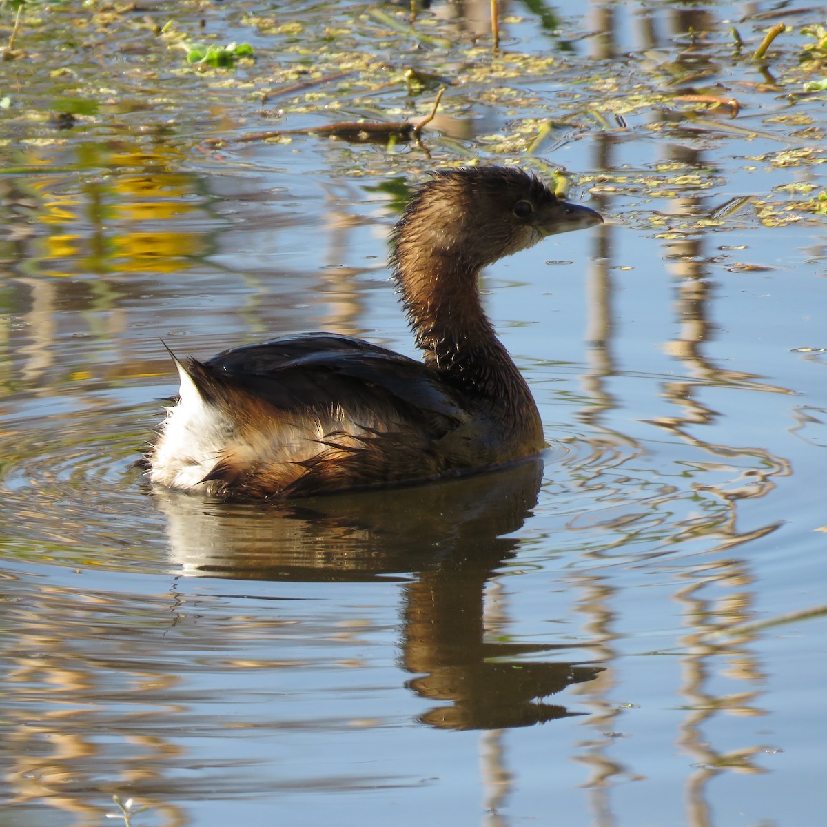 オビハシカイツブリ - ML645609749