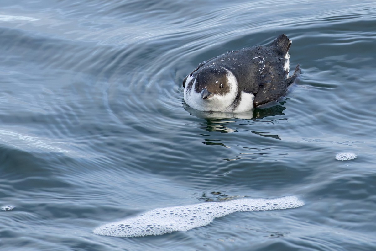 alkekonge - ML645609750