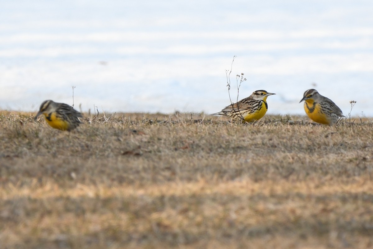 Eastern Meadowlark - ML645609751