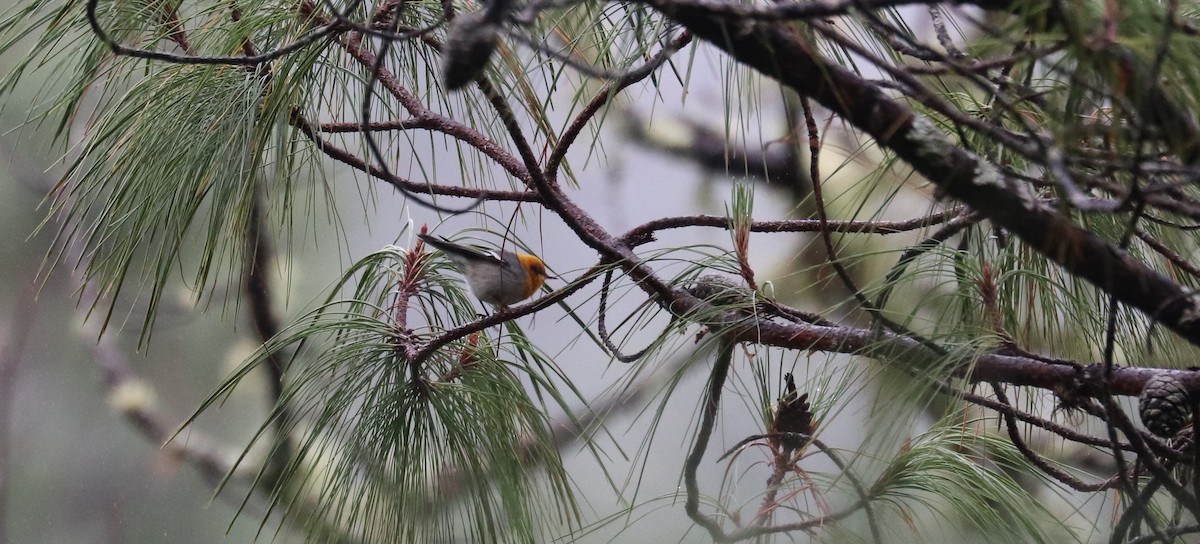 Olive Warbler - ML645609752