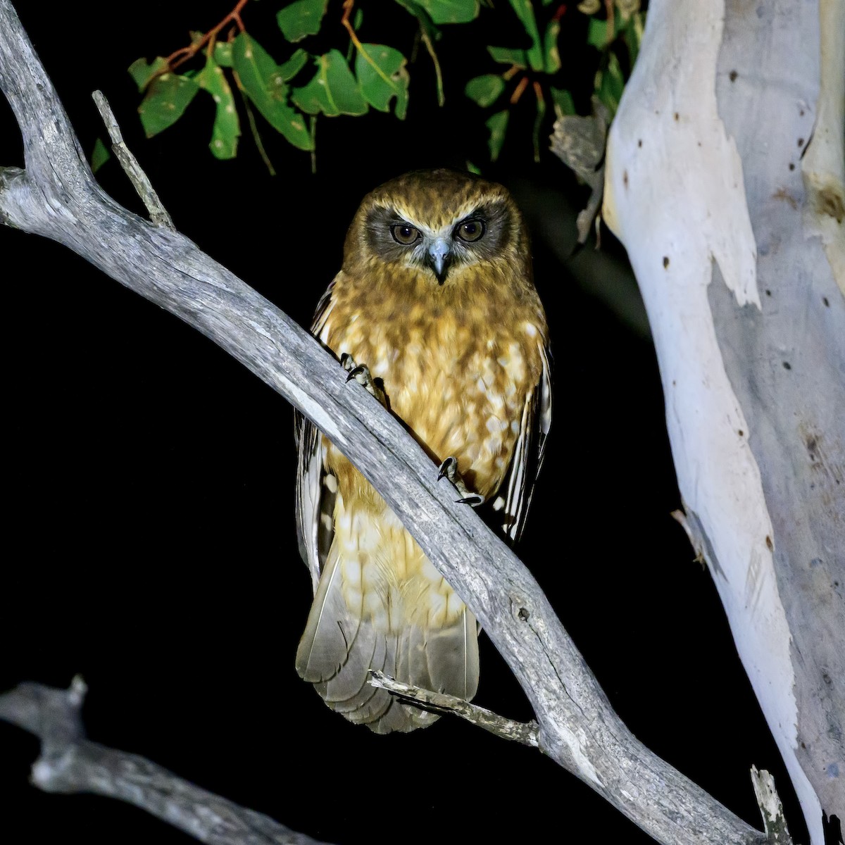 Australian Boobook (Boobook) - ML645609753