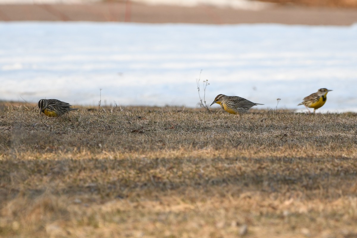 Western Meadowlark - ML645609754