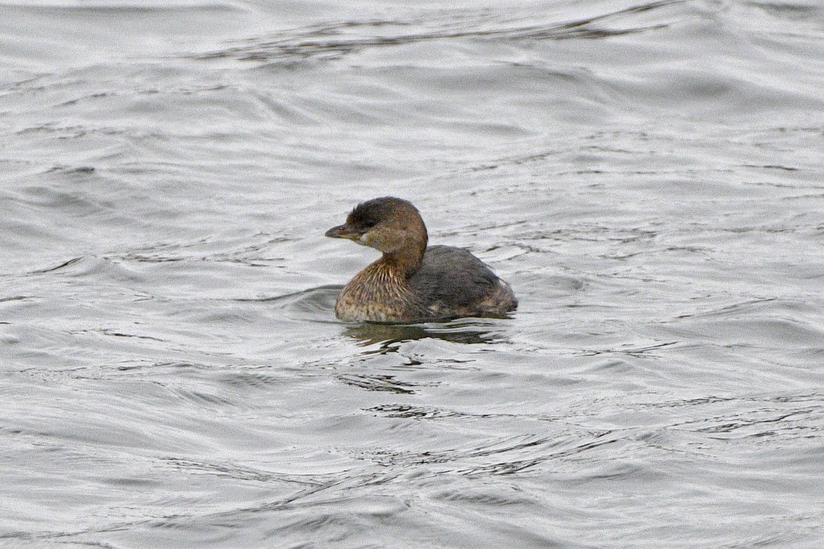 Pied-billed Grebe - ML645609756