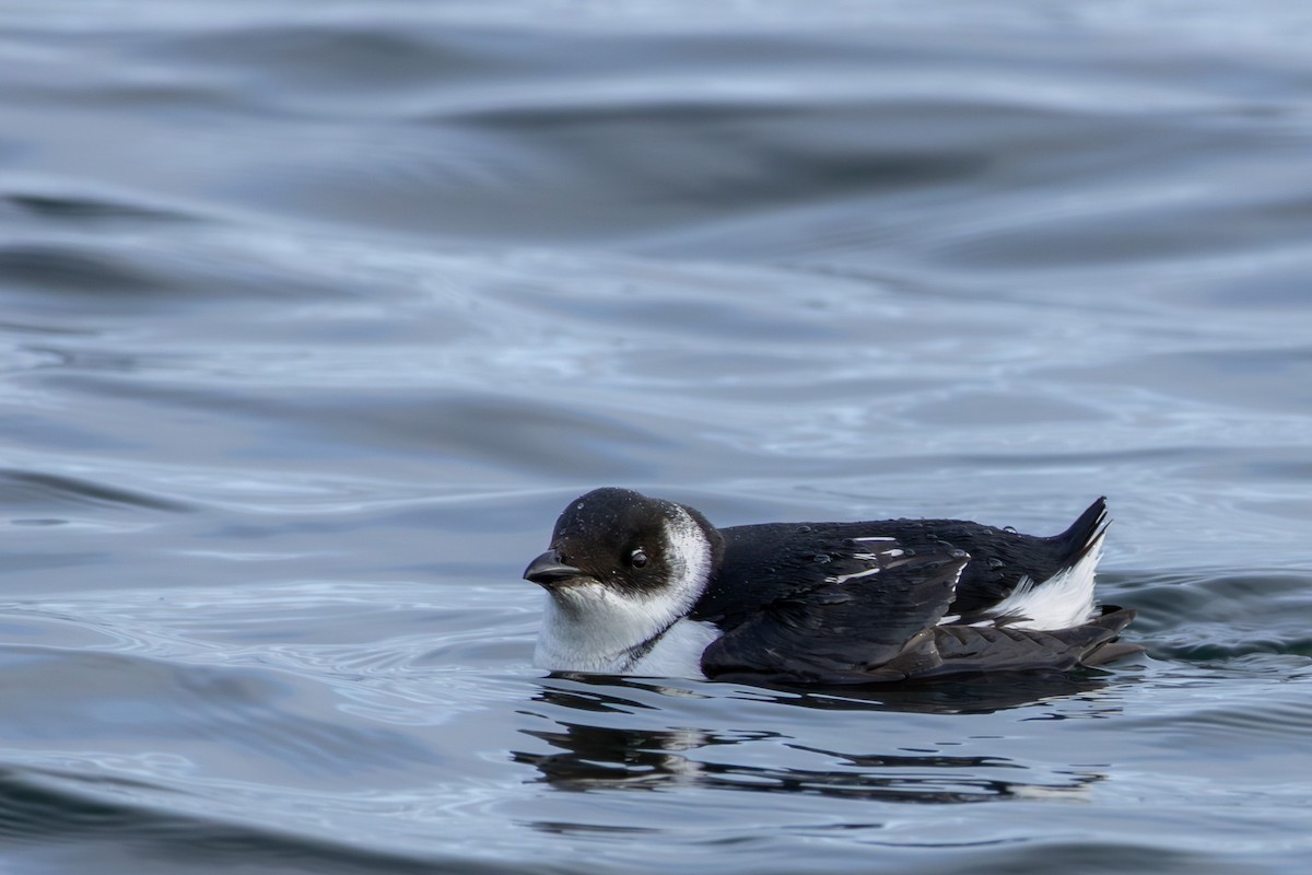 alkekonge - ML645609757