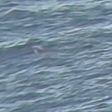 Gavión Hiperbóreo - ML645609758