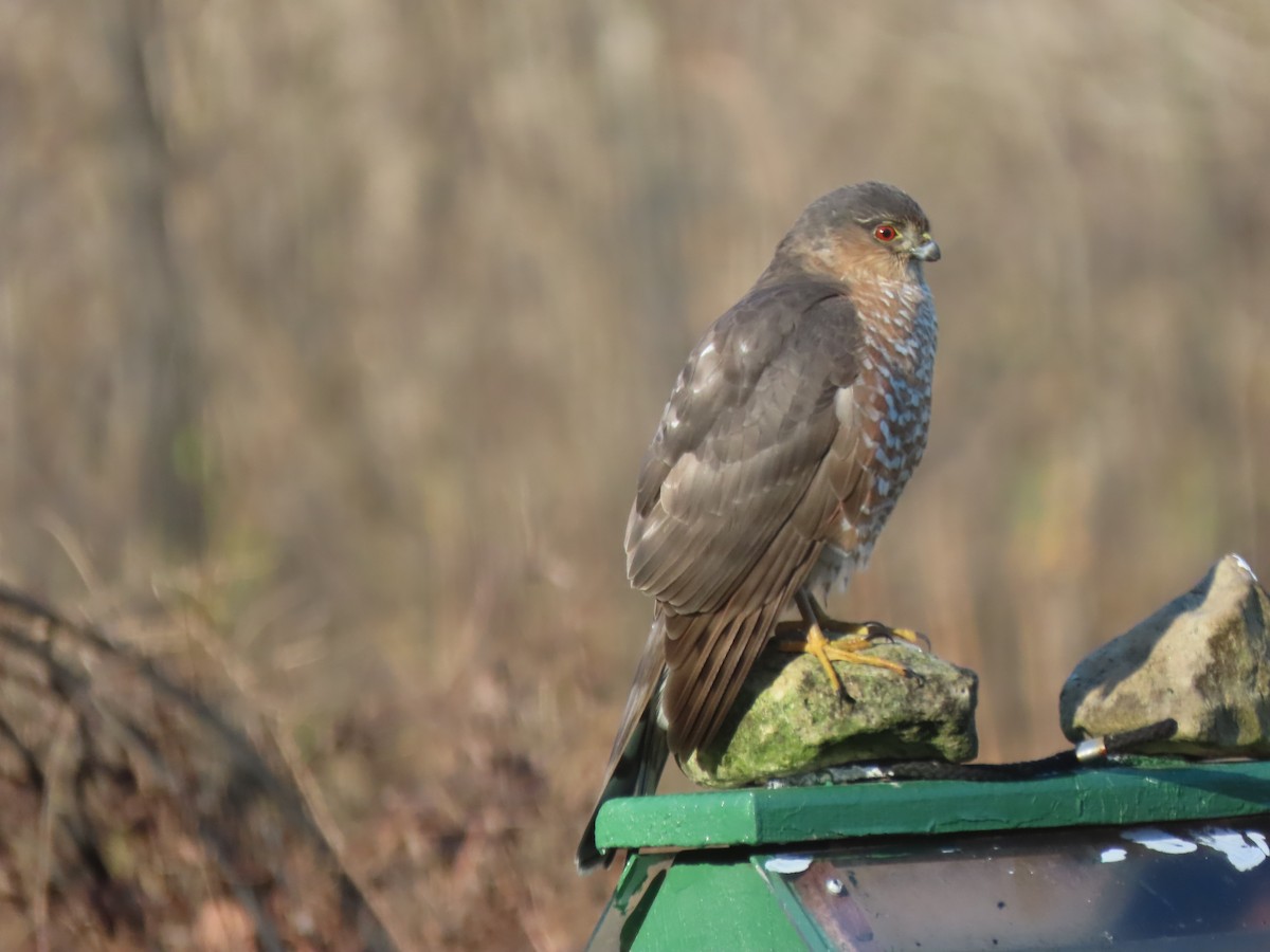 Sharp-shinned Hawk - ML645609759