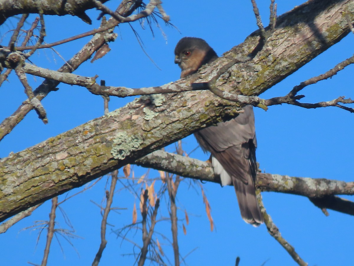 Sharp-shinned Hawk - ML645609760