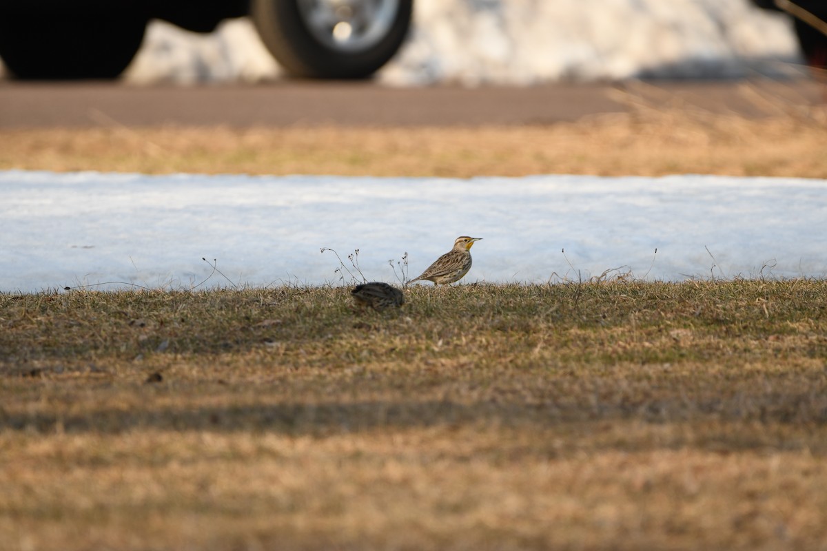 Western Meadowlark - ML645609761