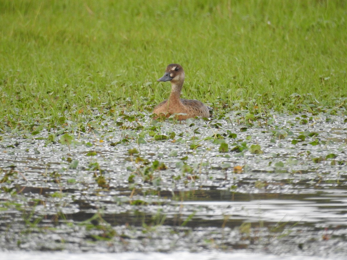 Brazilian Teal - ML645609763