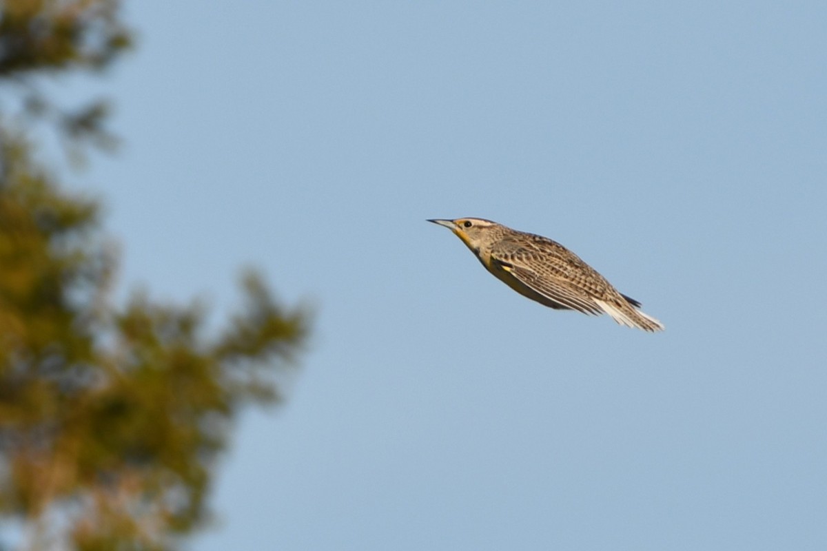 Western Meadowlark - ML645609765
