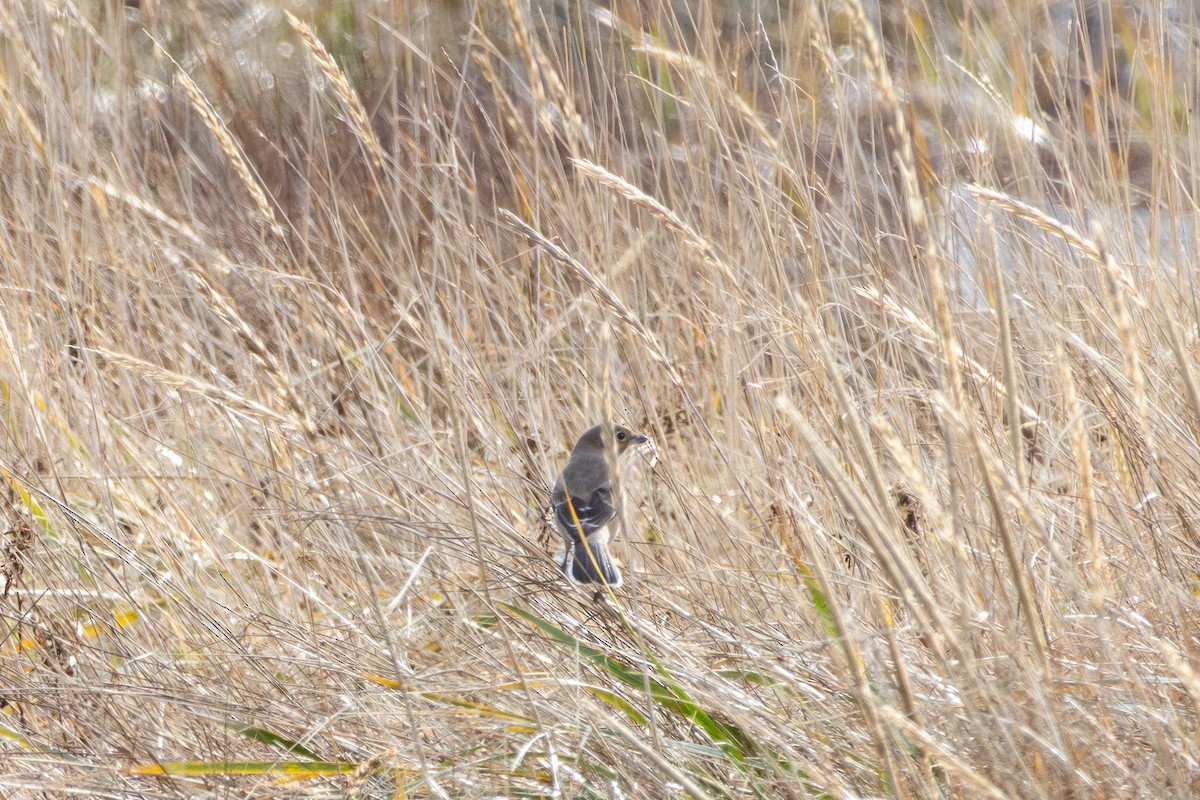 Northern Shrike - ML645609766