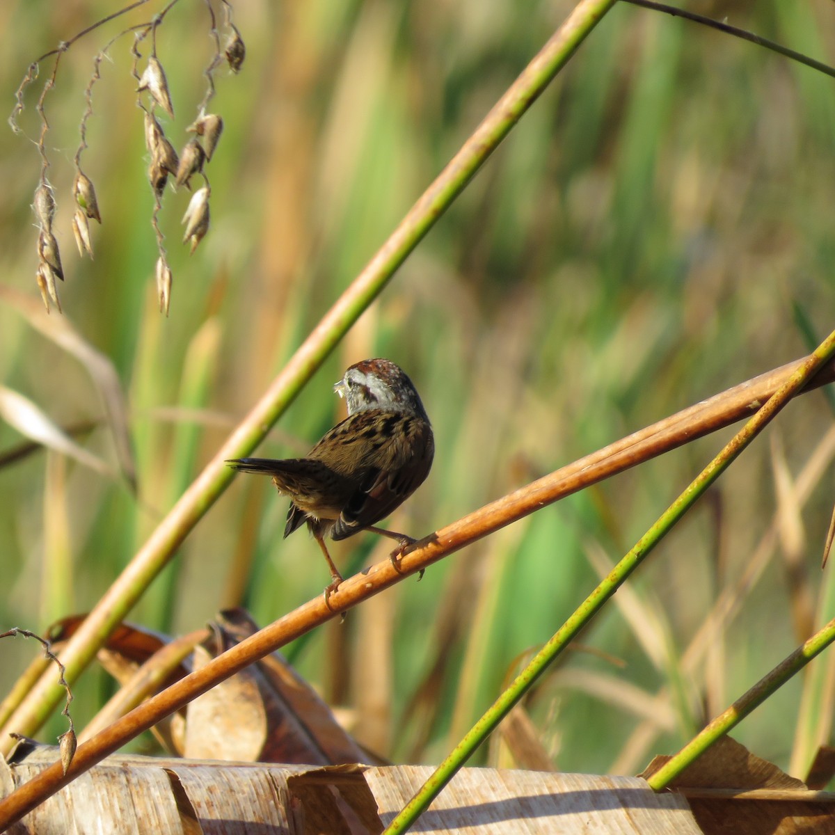 ヌマウタスズメ - ML645609776