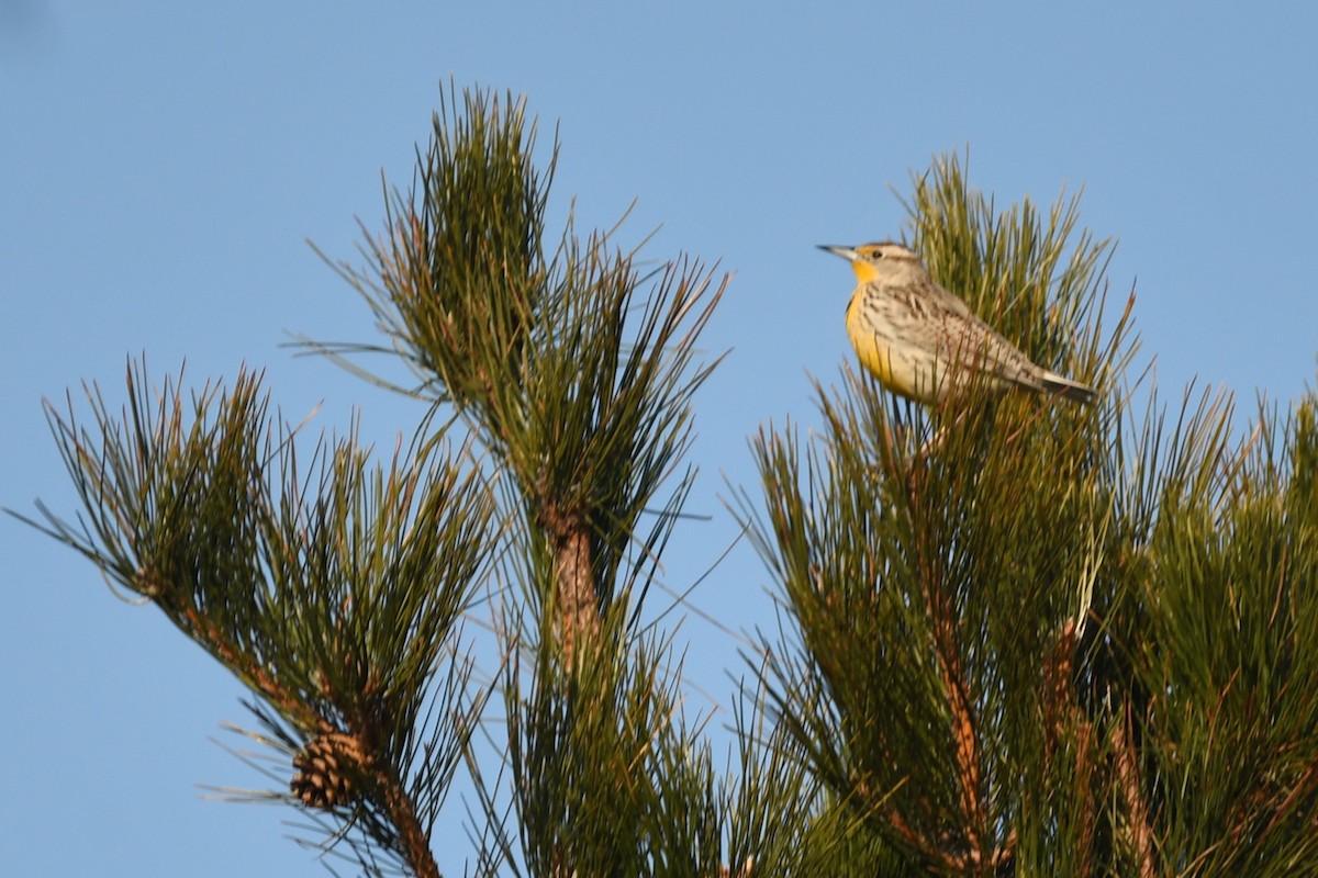 Western Meadowlark - ML645609782